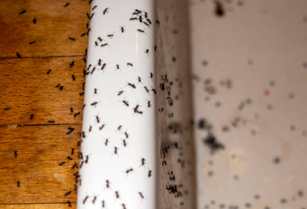 Best Best Pest Control Companies  in Darien, GA