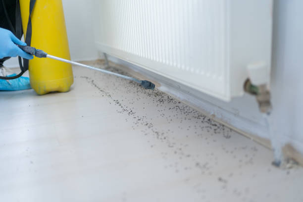 Reliable Darien, GA Pest Control Solutions